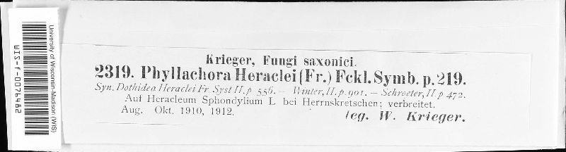 Phyllachora heraclei image