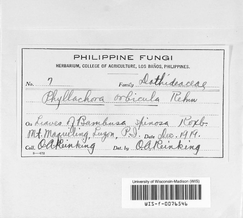 Phyllachora orbicula image