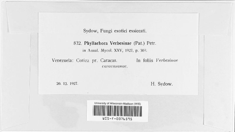 Phyllachora verbesinae image