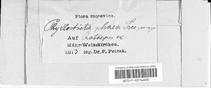 Phyllosticta phaea image