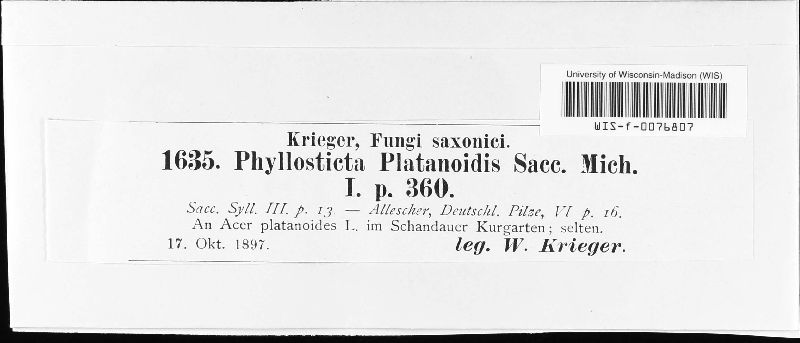 Phyllosticta platanoides image