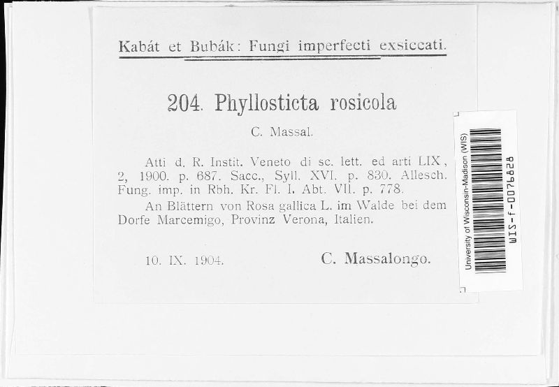 Phyllosticta rosicola image