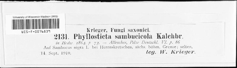 Phyllosticta sambucicola image