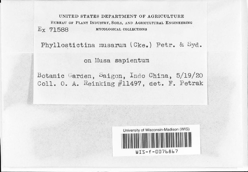 Phyllosticta musarum image