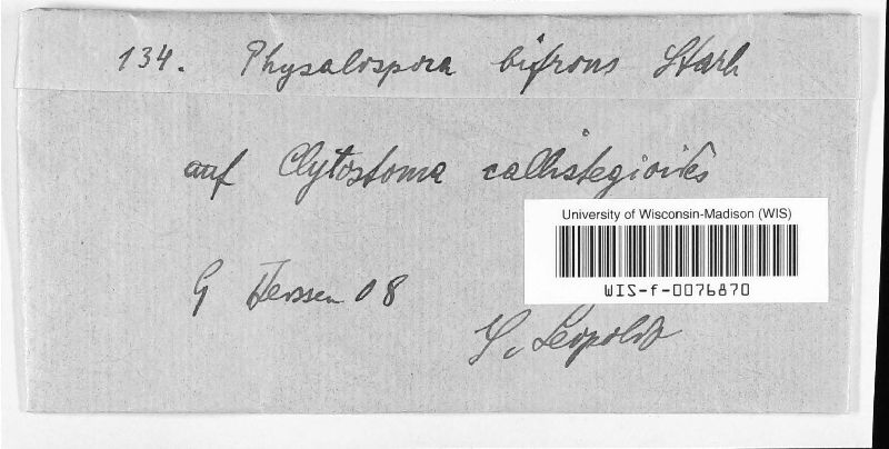 Phyllachora amphigena image
