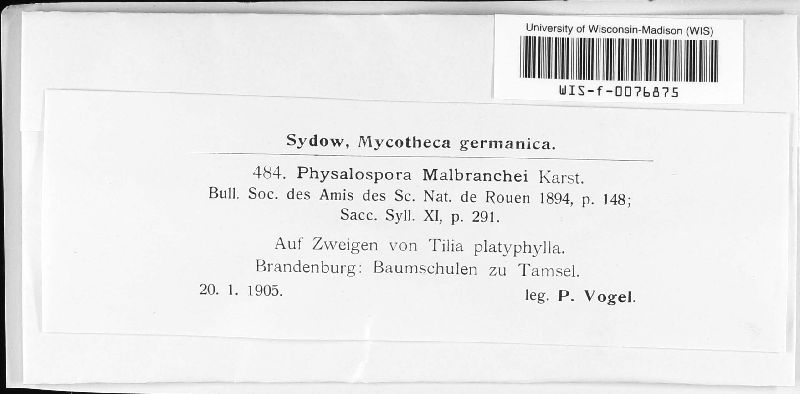 Batschiella malbranchei image