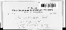 Image of Physoderma gerhardtii