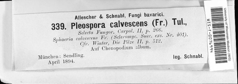 Neocamarosporium calvescens image