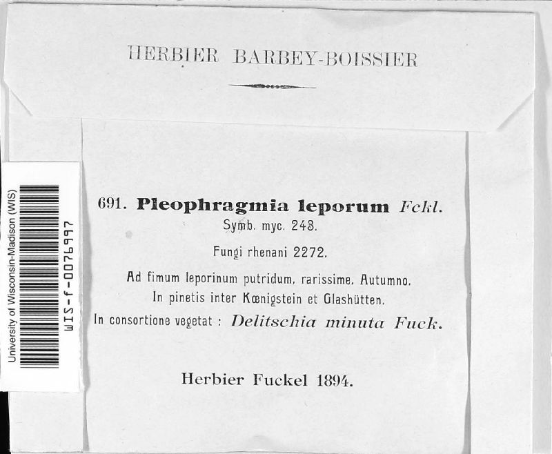 Pleophragmia image