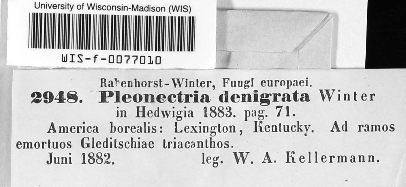 Pleonectria denigrata image