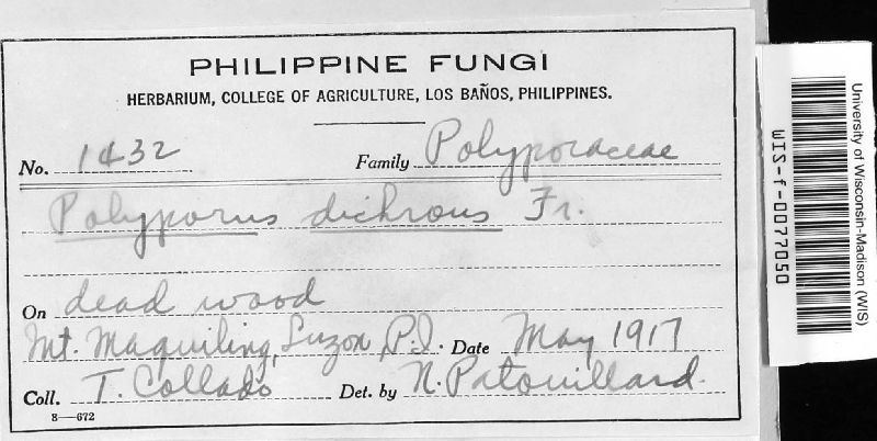 Polyporus dichrous image