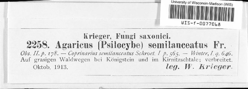 Psilocybe image