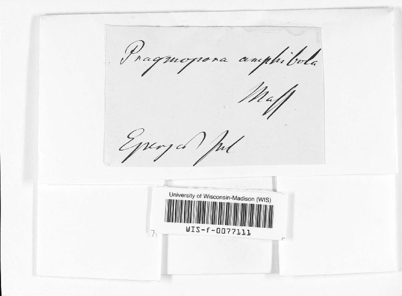 Pragmopora amphibola image