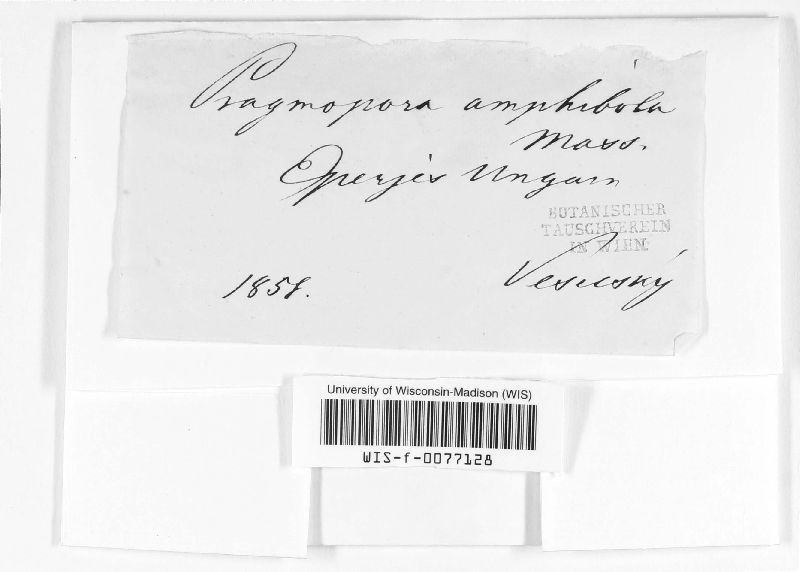 Pragmopora image
