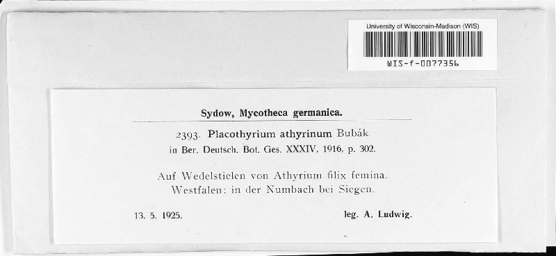 Placothyrium image