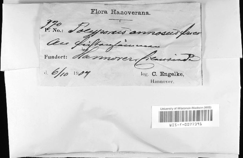Heterobasidion image