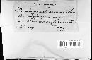 Heterobasidion annosum image