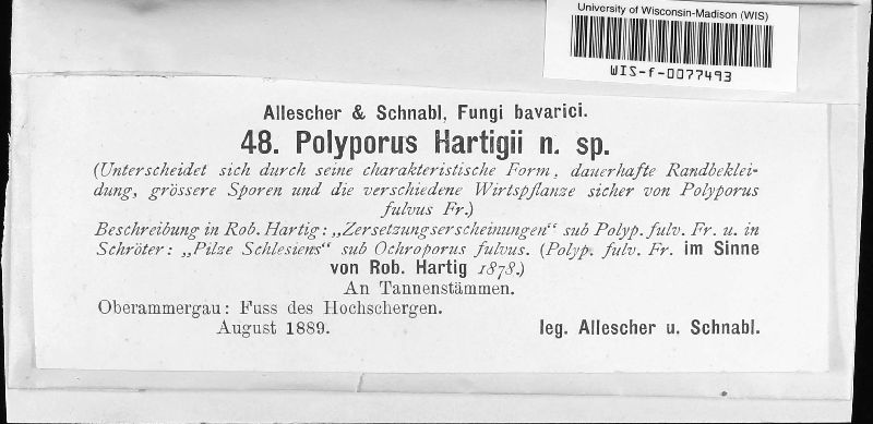 Phellinus hartigii image