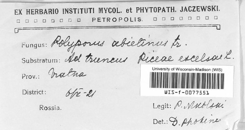 Polyporus image