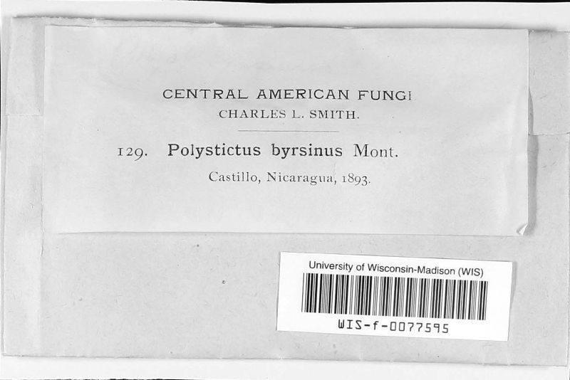 Coriolopsis byrsina image