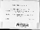 Trichaptum biforme image
