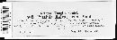 Puccinia malvacearum image