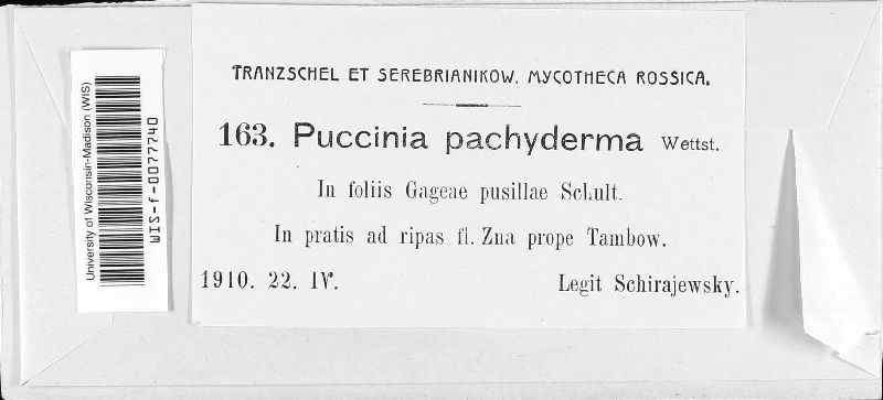 Puccinia pachyderma image