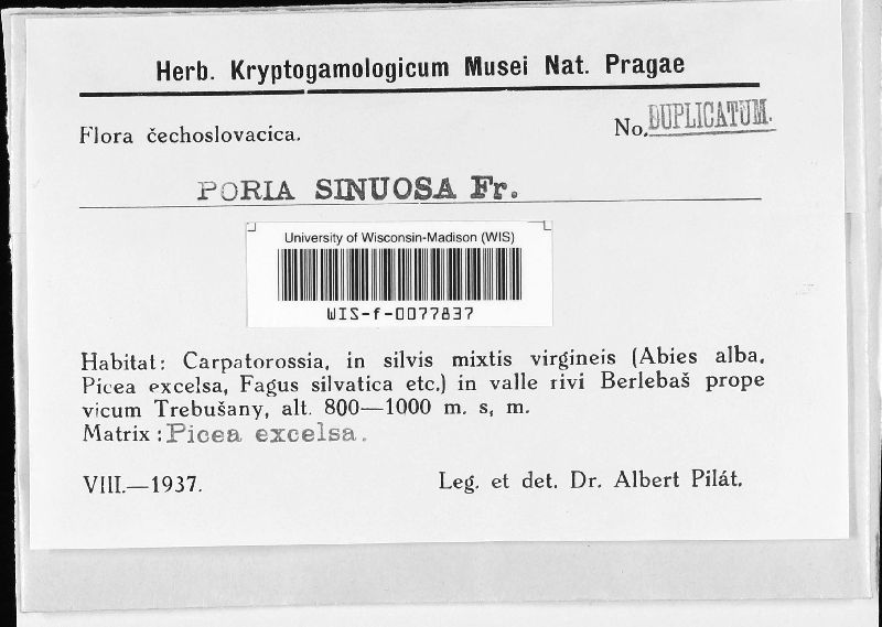 Poria sinuosa image
