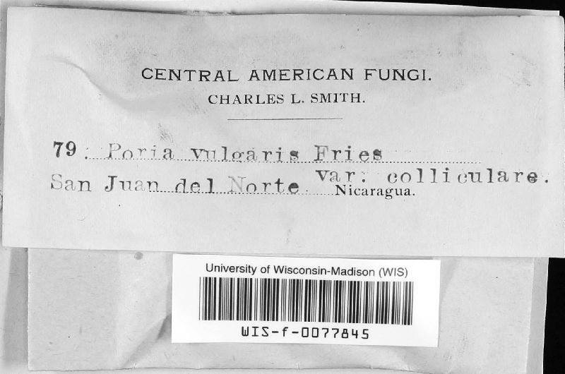 Poria vulgaris image
