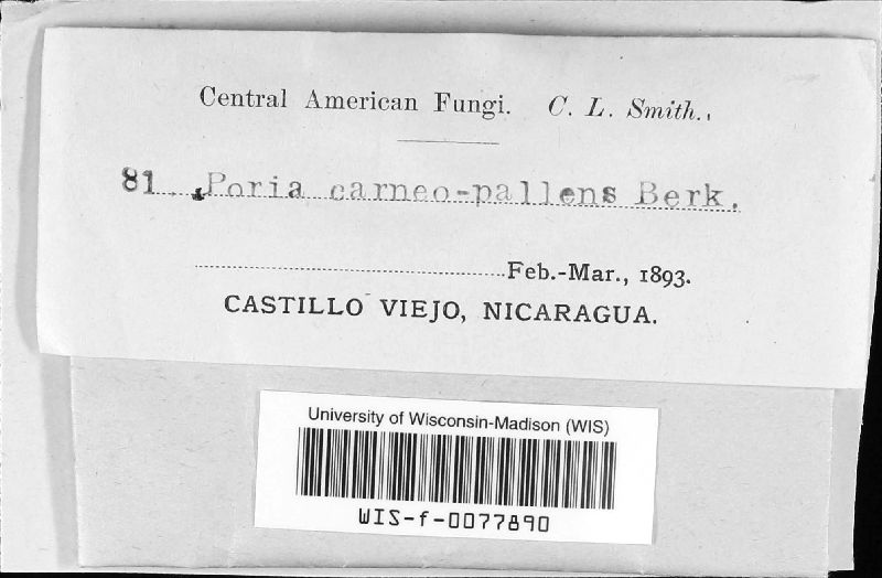 Physisporinus carneopallens image