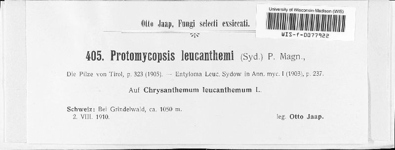 Protomycopsis image