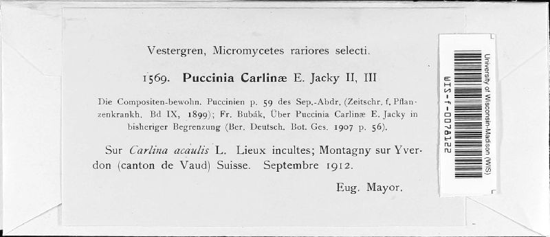 Puccinia calcitrapae image