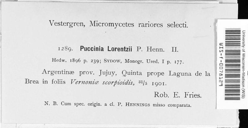 Puccinia lorentzii image