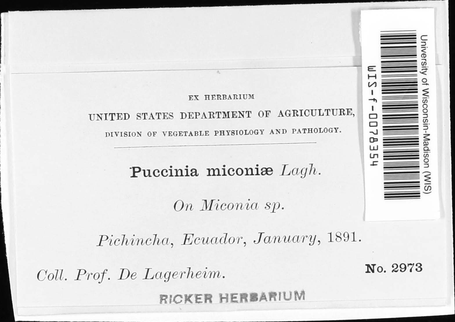 Puccinia mikaniae image