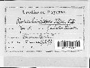 Puccinia bistortae image