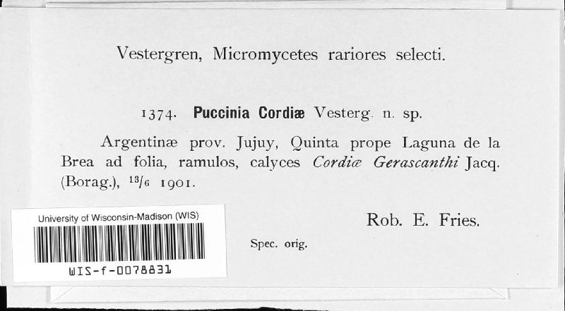 Puccinia cordiae image