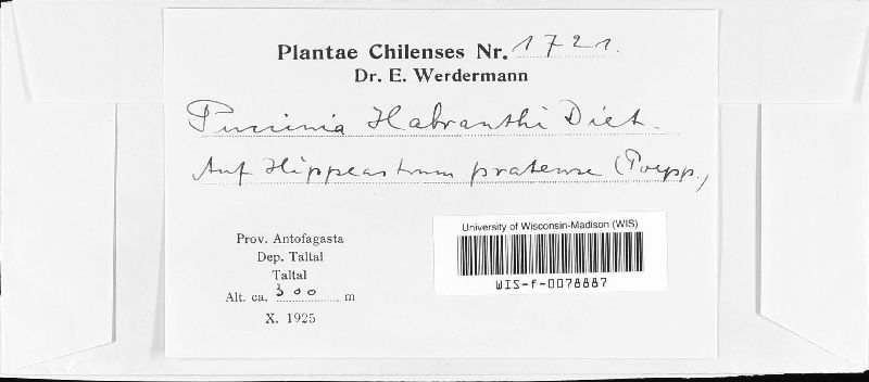Puccinia habranthi image
