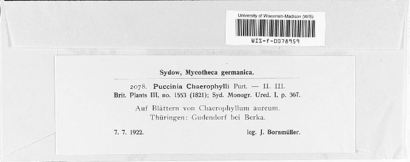 Puccinia chaerophylli image