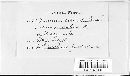 Puccinia coronata image