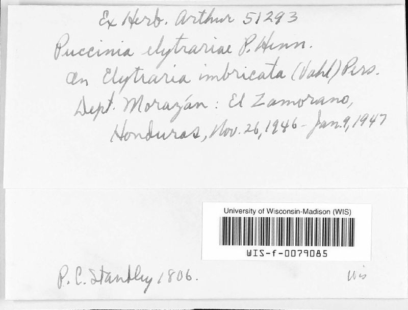 Puccinia elytrariae image