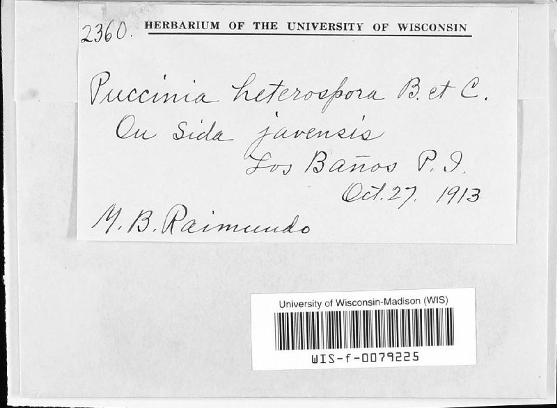 Puccinia heterospora image