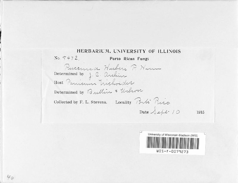 Puccinia huberi image