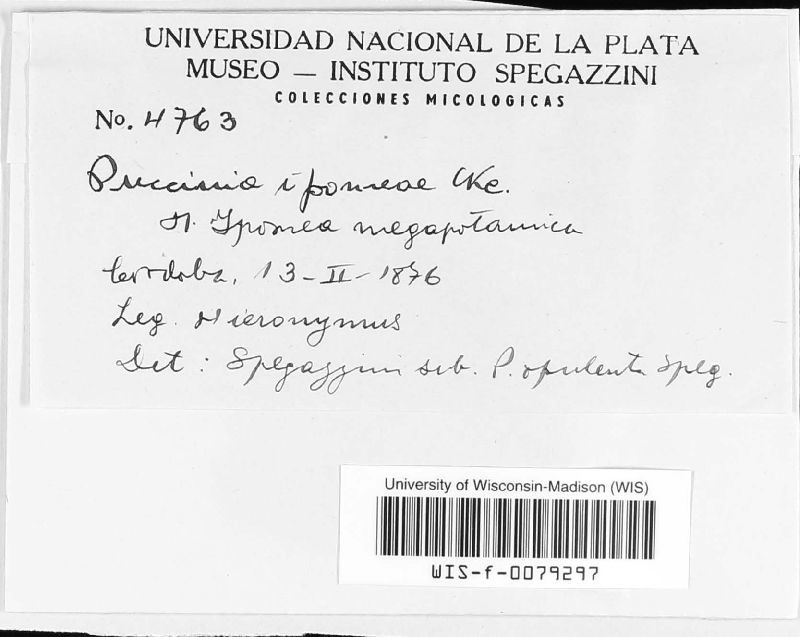 Puccinia ipomoeae image
