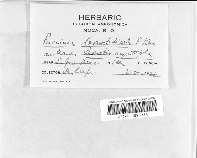 Puccinia leonotidicola image
