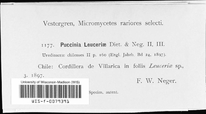 Puccinia leuceriae image
