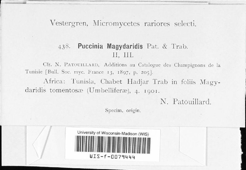 Puccinia magydaridis image