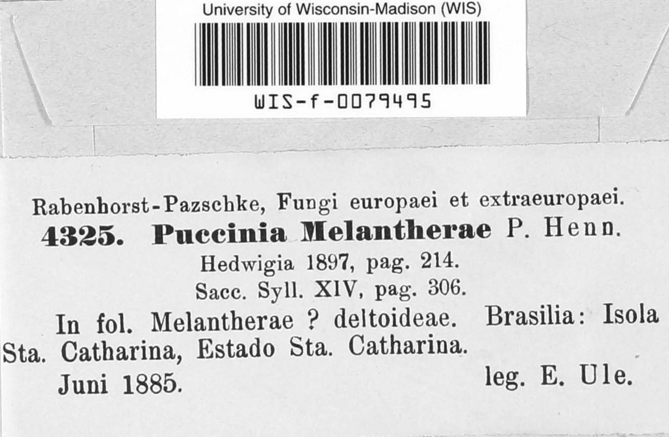 Puccinia melantherae image
