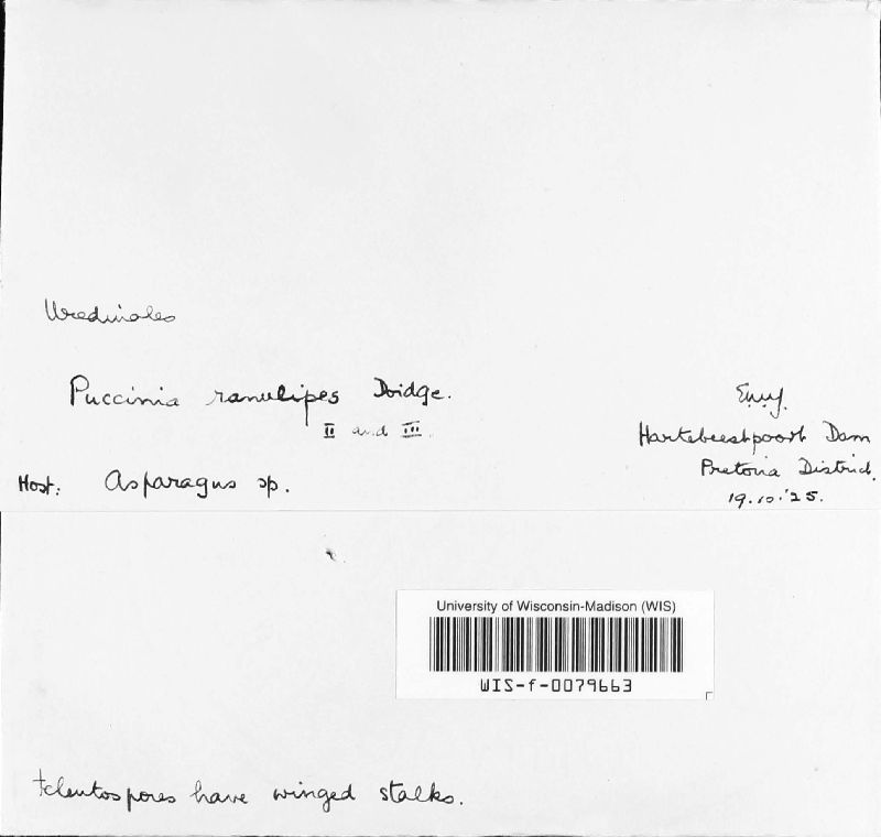 Puccinia ranulipes image
