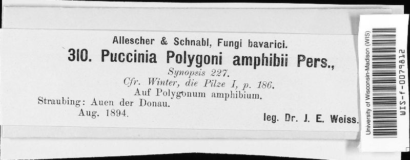 Puccinia polygoni image