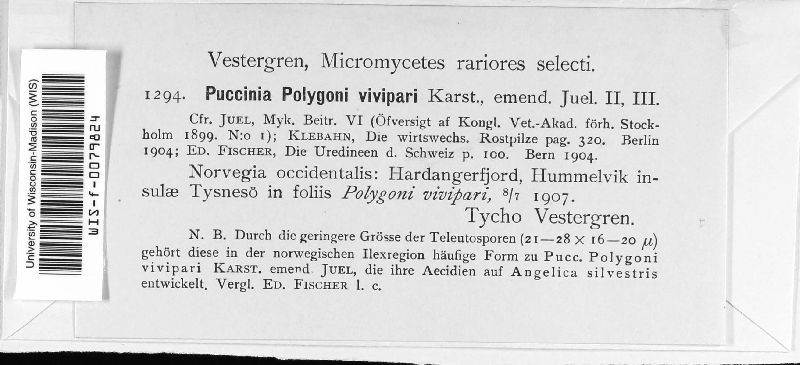 Puccinia polygoni-vivipari image